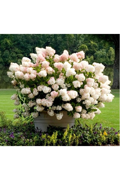 Куст гортензии Ливинг Стравбери Блоссом с розовыми и белыми цветами.